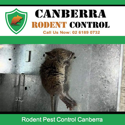 Dead rat removed by professional rodent control services in Canberra homes